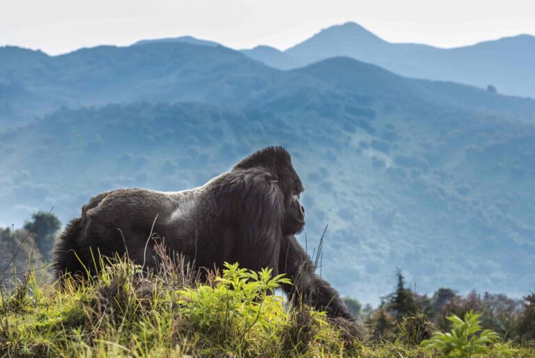 Gorilla Trekking vs Chimpanzee Trekking