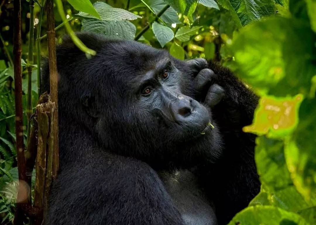 Uganda Gorilla Groups: Why Only 8 Visitors Can Visit One Mountain Gorilla Family Each Day