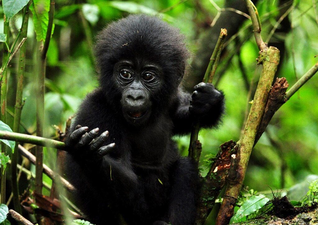 Baby gorilla in bwindi