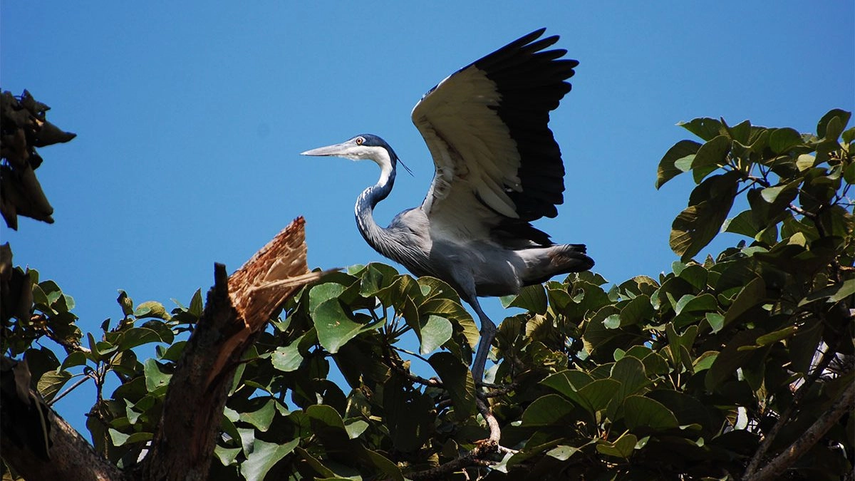 Bigodi Wetland Sanctuary: Ultimate Birding & Primate Walk