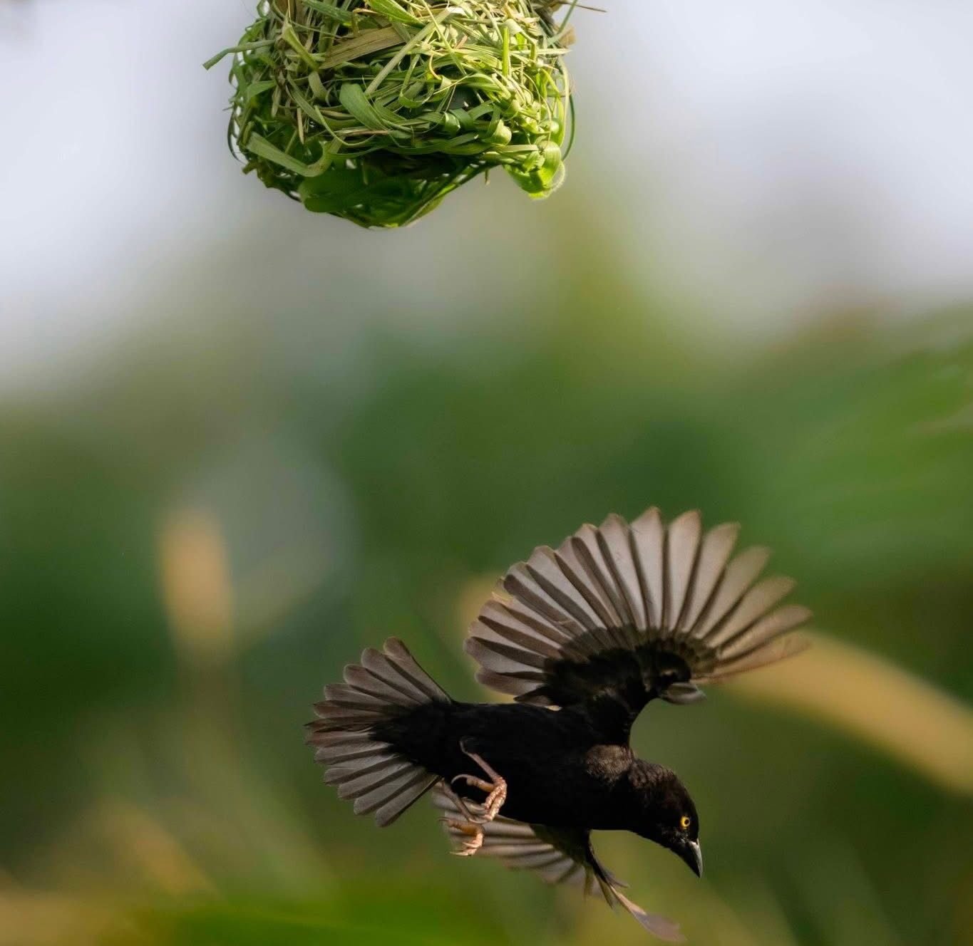 Gorilla trekking and birdwatching in Uganda