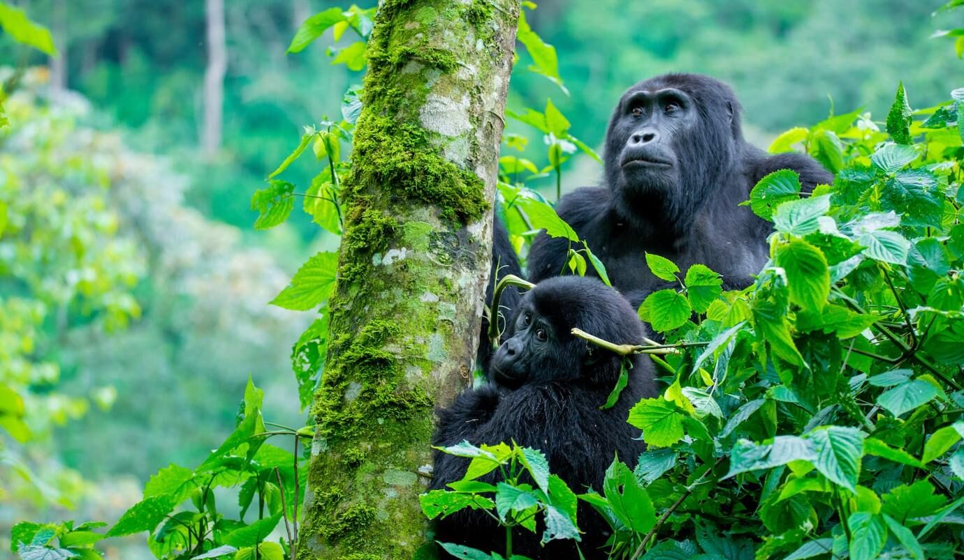 4 Days Gorilla Trekking Safari in Uganda | Bwindi Tour