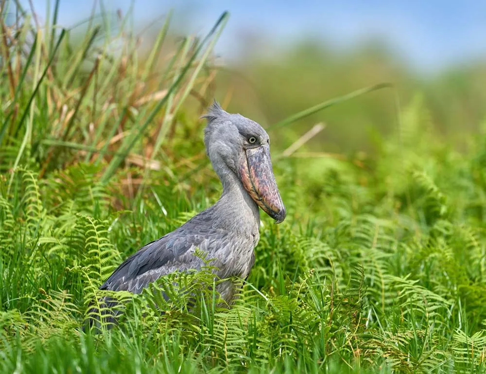 shoebill stock