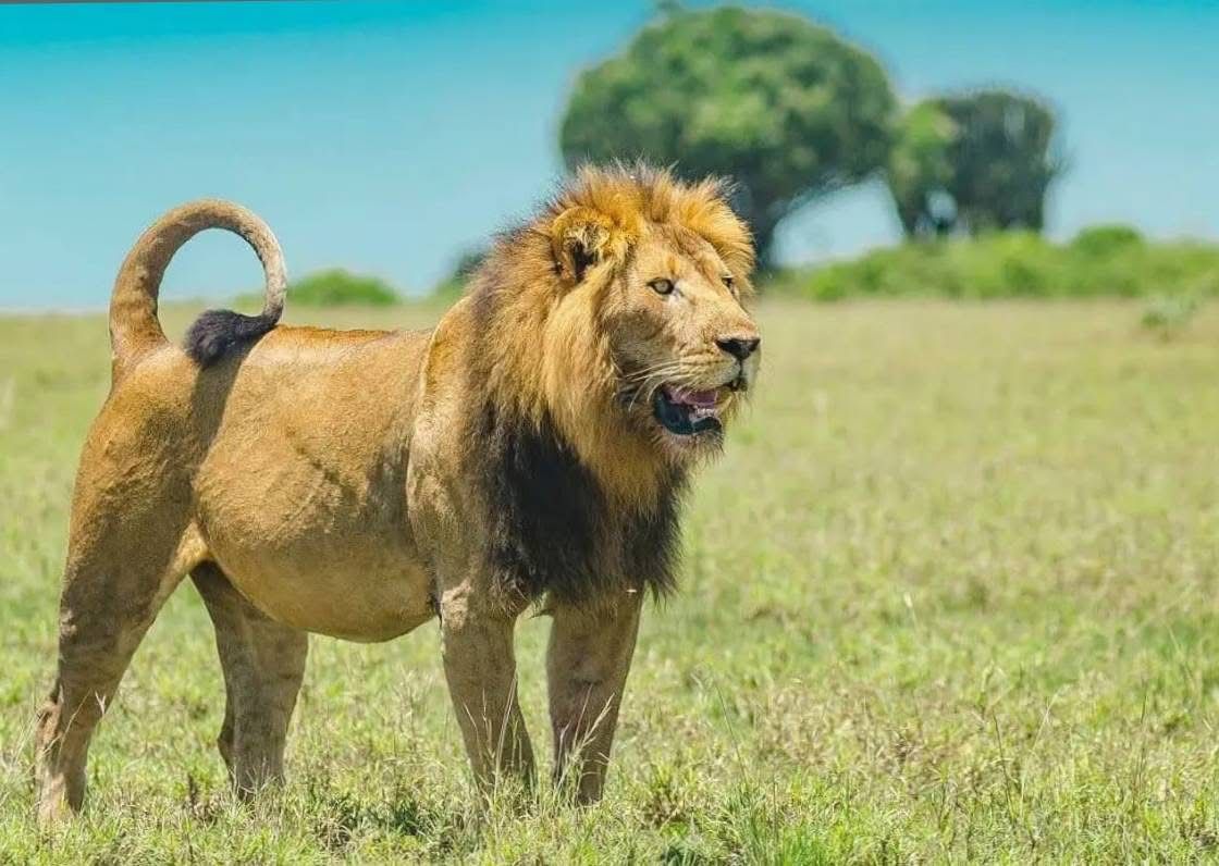 Lion Safari in Uganda.