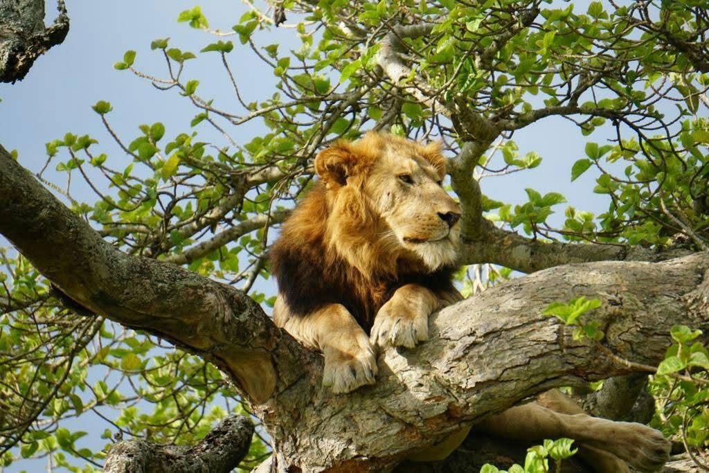 Explore Uganda on a 7-day safari featuring gorilla trekking, golden monkey tracking, Queen Elizabeth game drives, and the Kazinga Channel boat cruise.