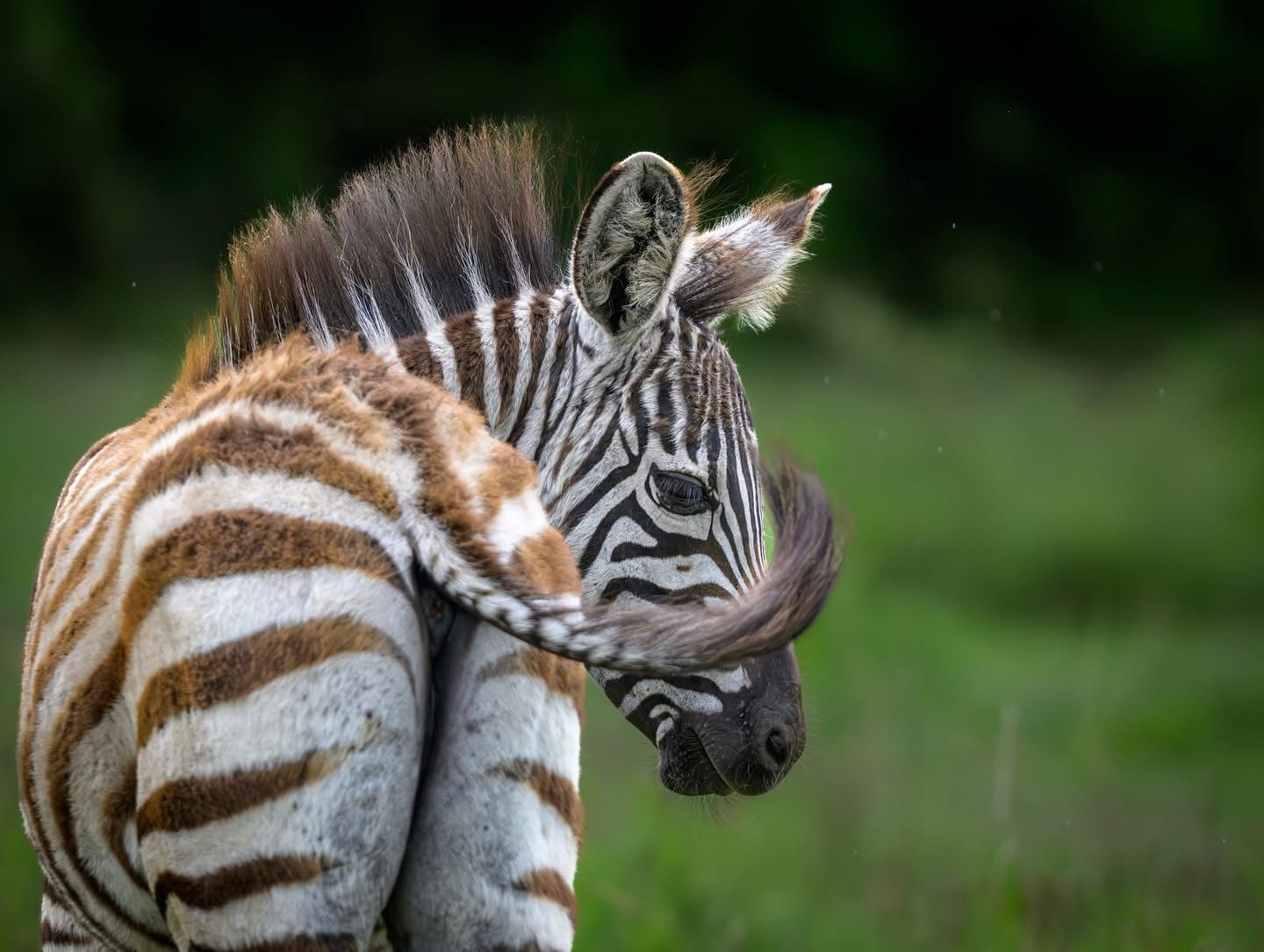 Zebra