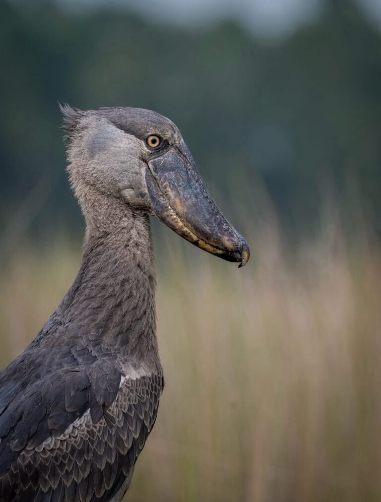 Mabamba Shoebill Birdwatching: What to Expect