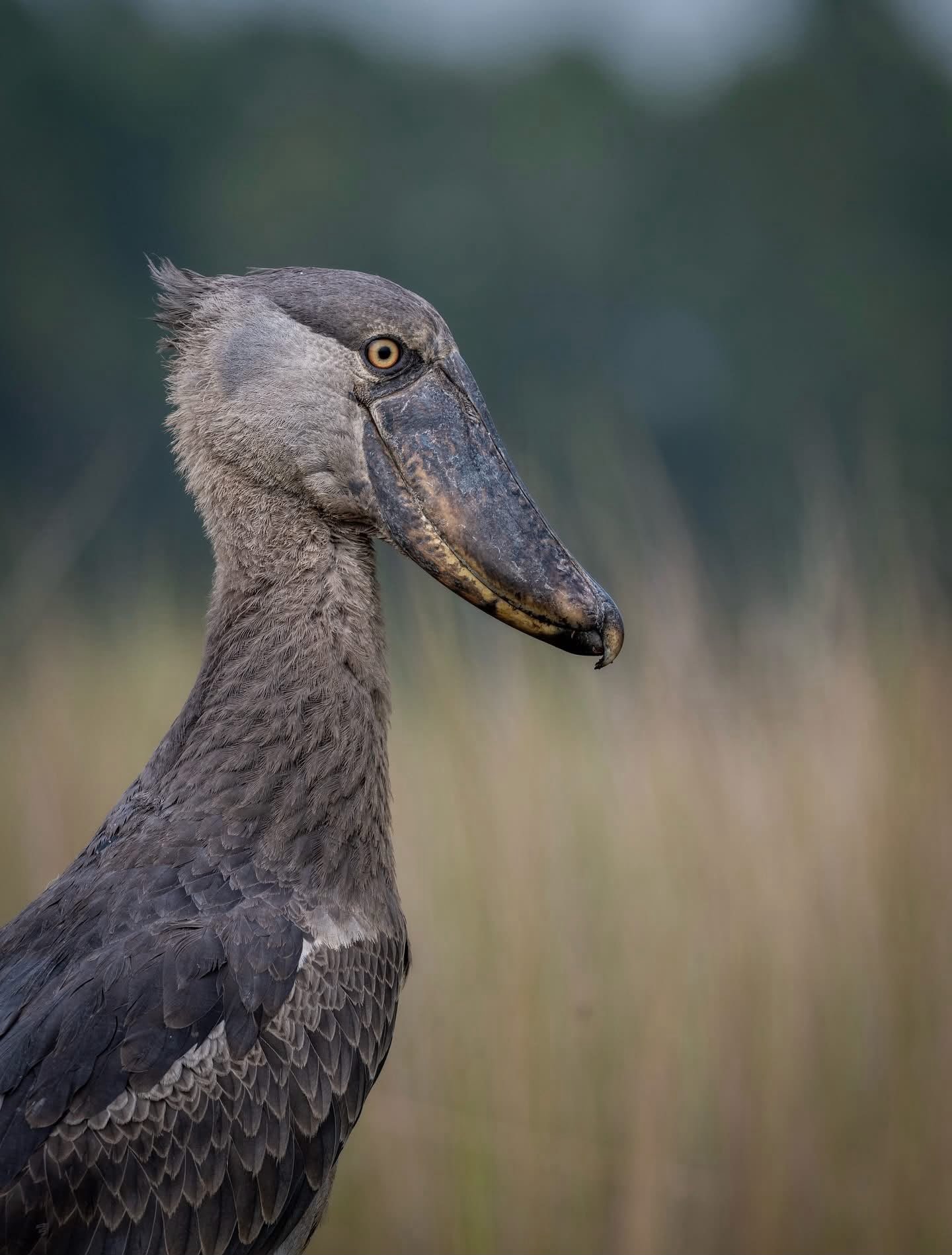 Mabamba Shoebill Birdwatching: What to Expect