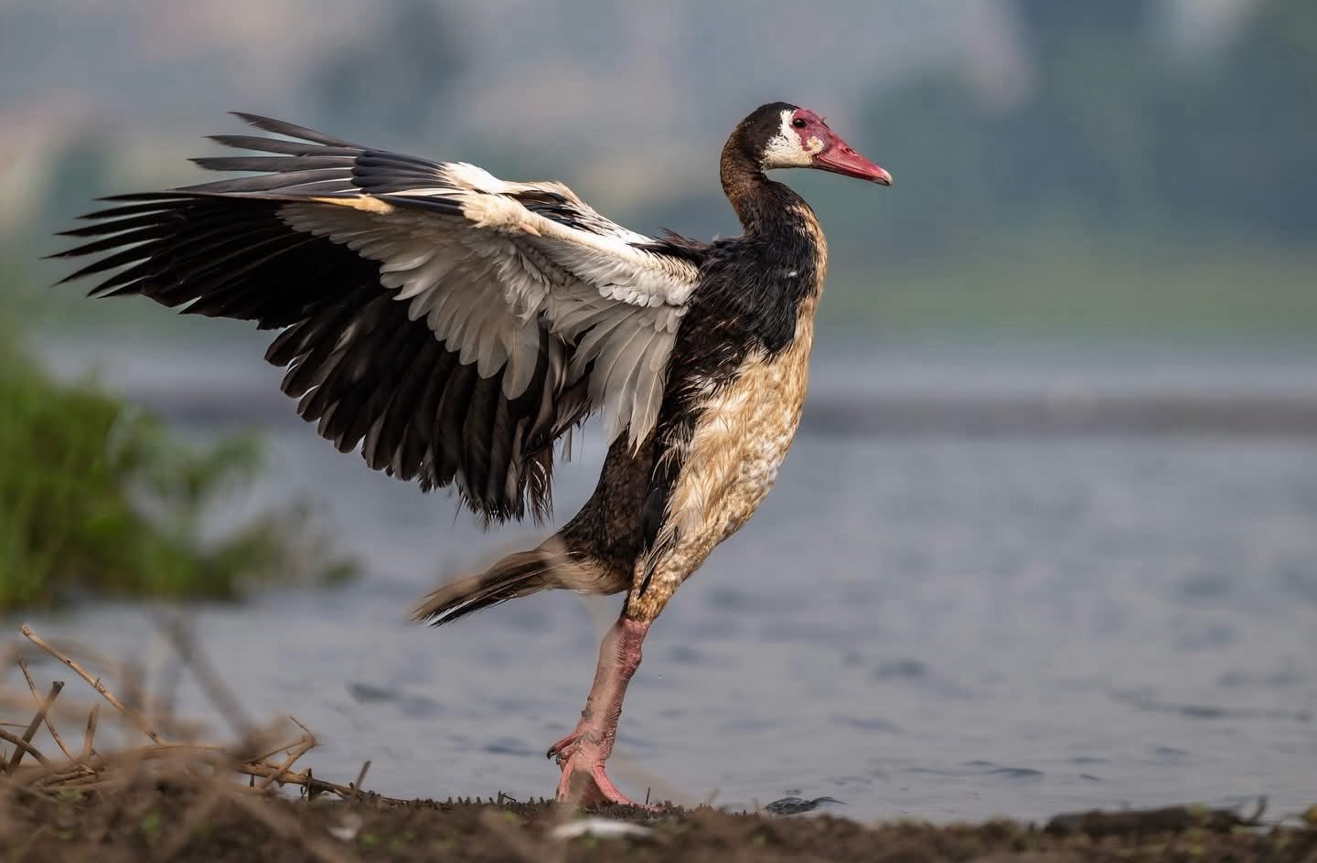 Summer Safari Activities, bird watching