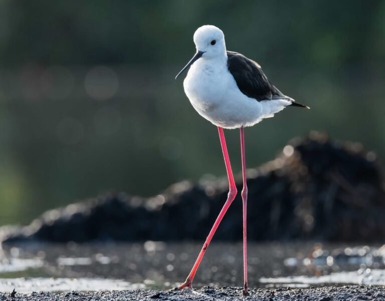 what to pack for a birdwatching safari
