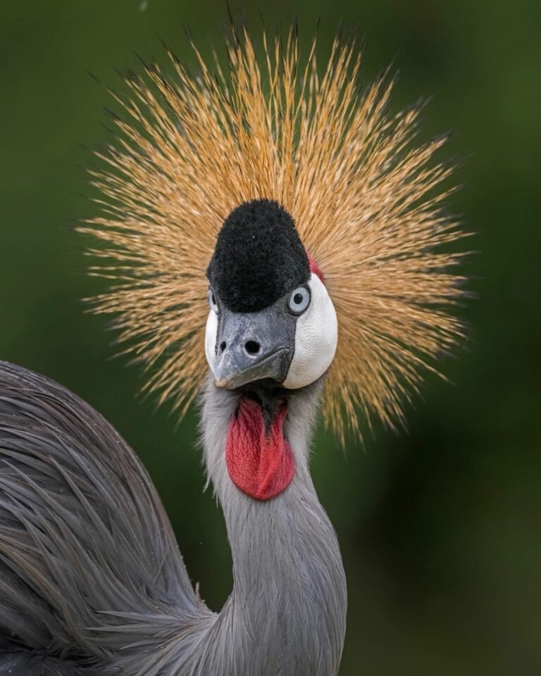 What Does a Birdwatching Safari Cost in Uganda?