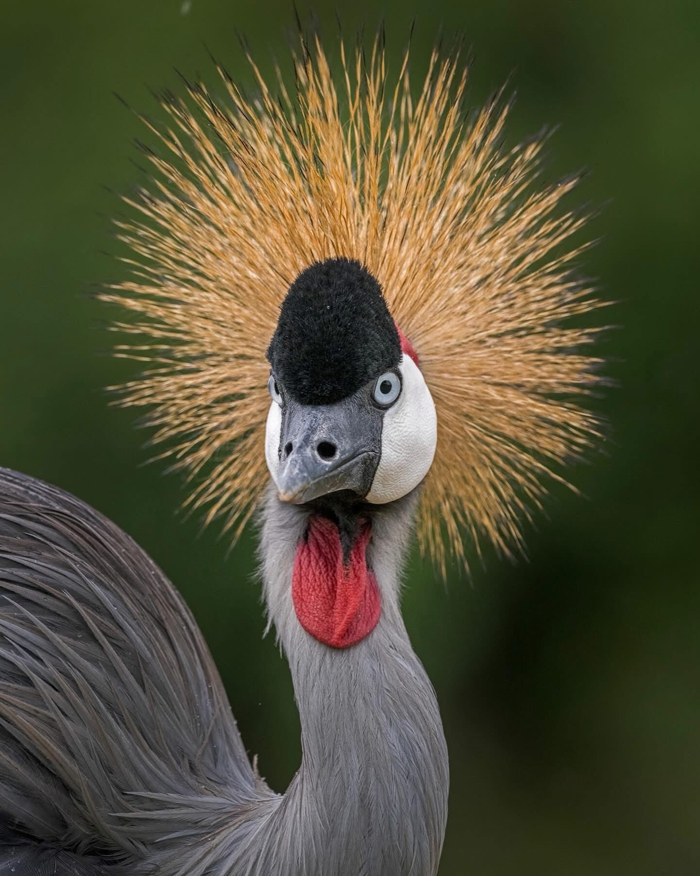 What Does a Birdwatching Safari Cost in Uganda?