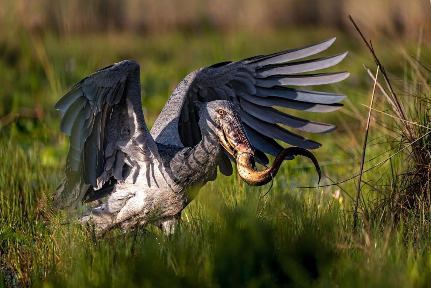 1 Day Mabamba Shoebill Birdwatching Tour
