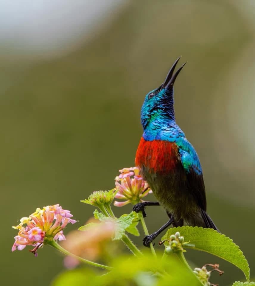 Book Your Gorilla and Birdwatching Safari
