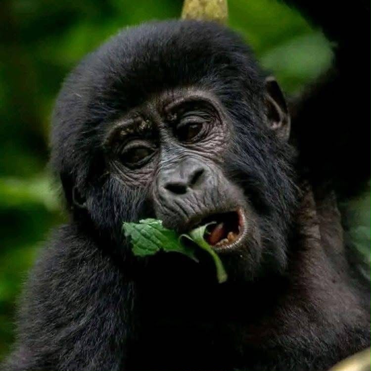 Luxury Gorilla Safaris in Rwanda: A Complete Traveler's Guide
