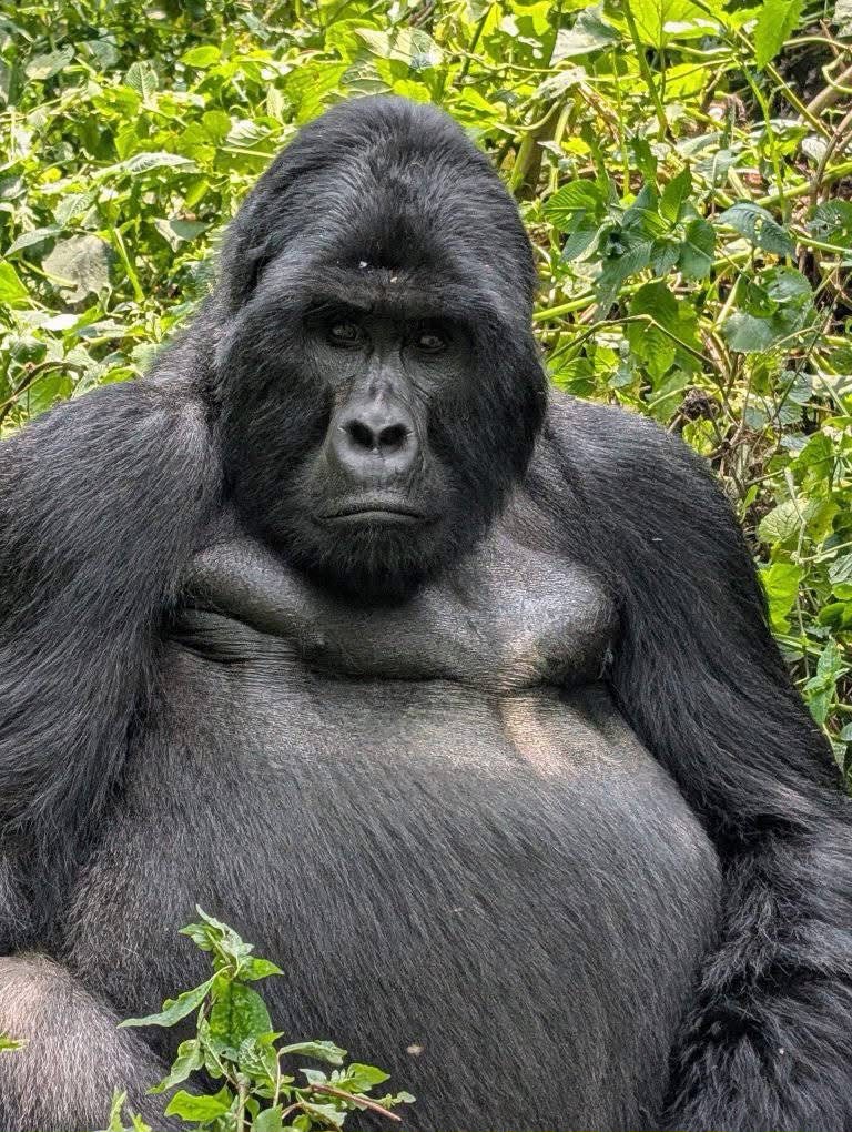 15 Things to Know Before Your First Gorilla Trek in Uganda & Rwanda
