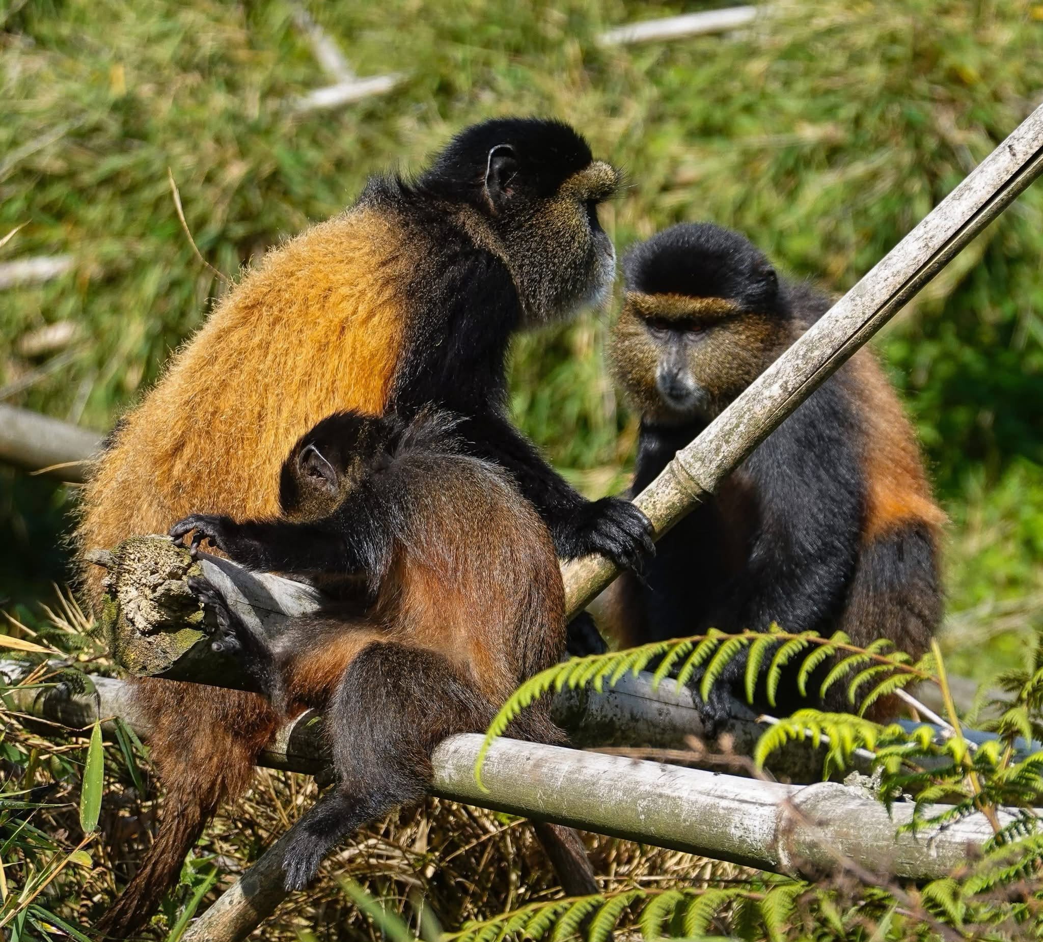 Rwanda vs. Uganda: Where to Go for Gorilla Trekking?