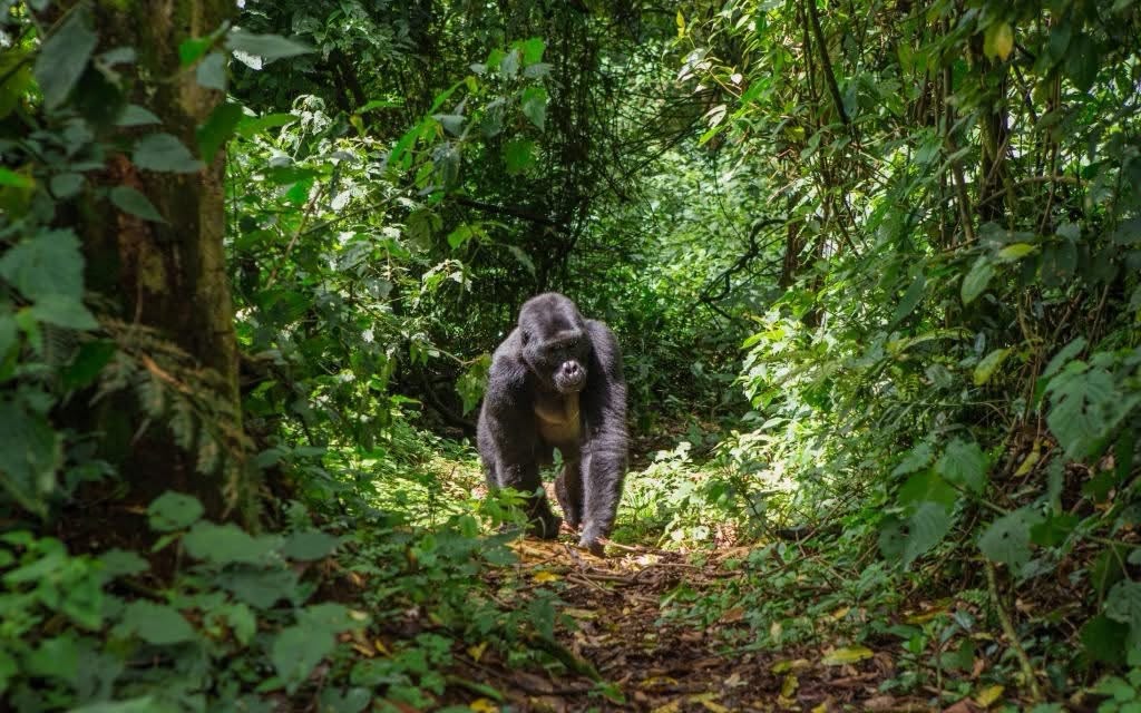 What to Expect on Your First Gorilla Trek