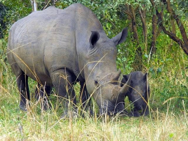 Ziwa Rhino Sanctuary Walking Safari | Uganda