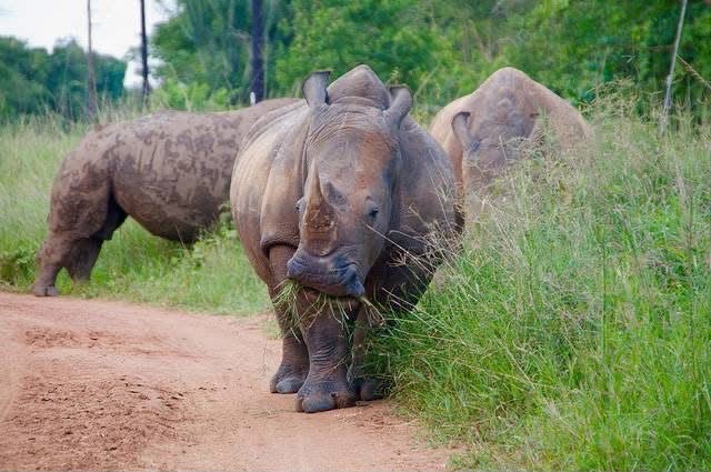 Ziwa Rhino Sanctuary Walking Safari | Uganda