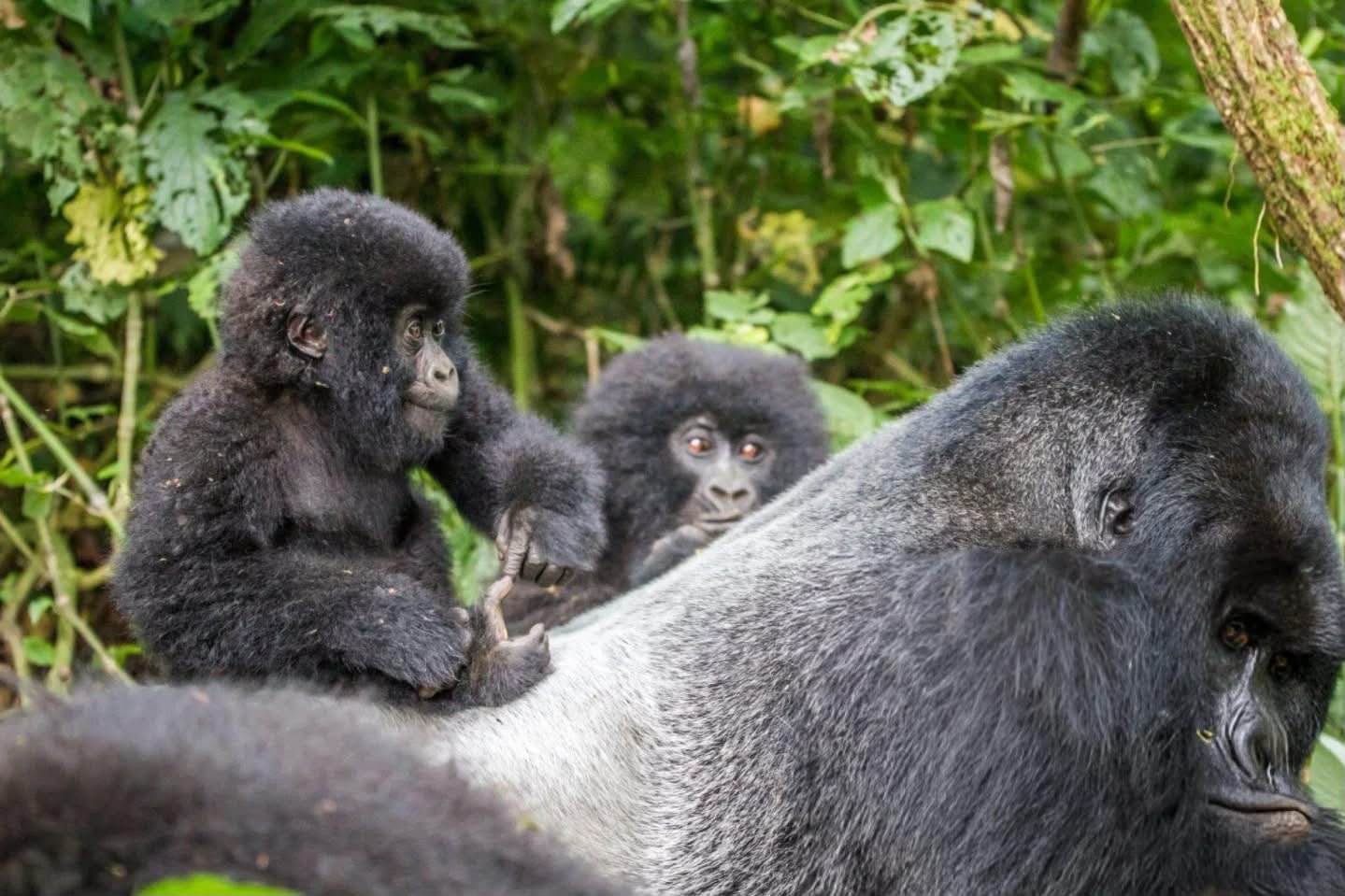 Silverback Gorilla