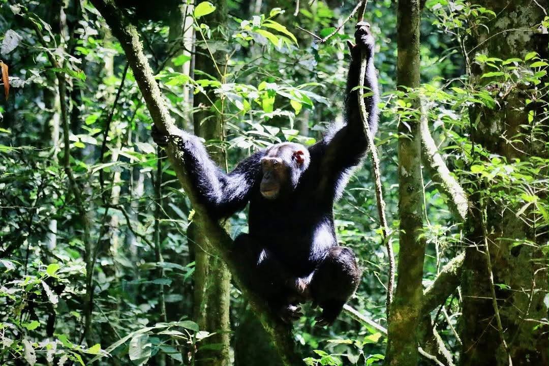Chimpanzee Behavior: Understanding How Chimpanzees Live, Communicate, and Thrive in the Wild