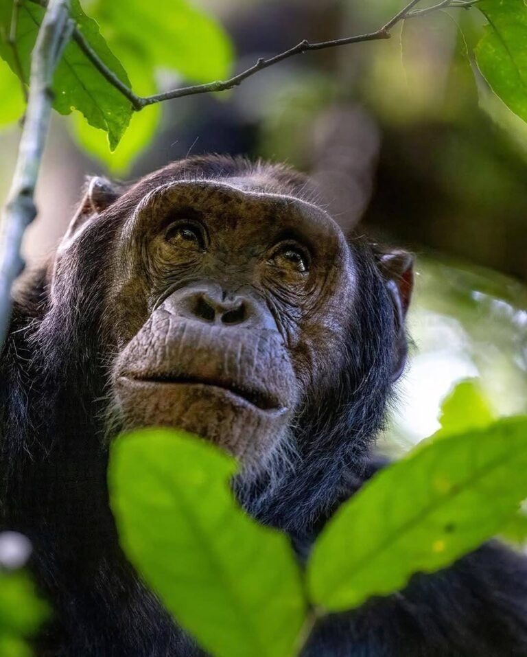 Chimpanzee Tracking Costs in Uganda.
