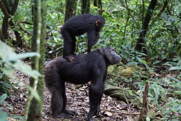 Chimpanzee Behavior: Understanding How Chimpanzees Live, Communicate, and Thrive in the Wild