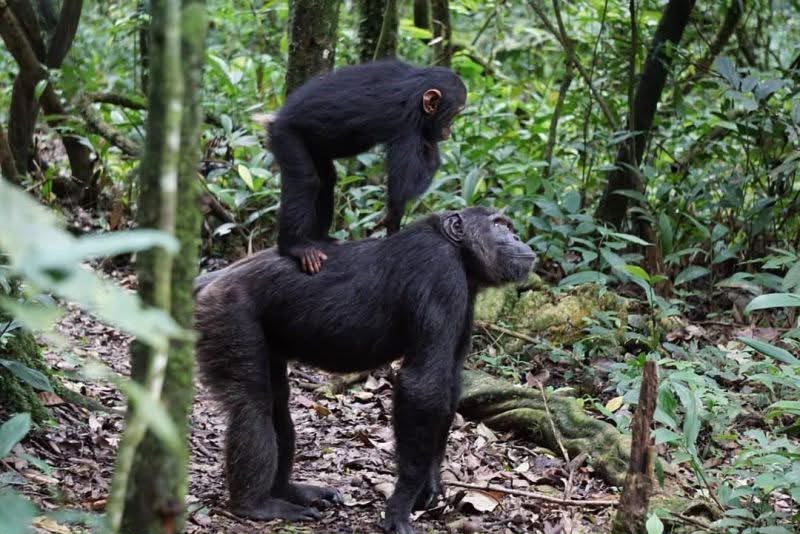 Chimpanzee Behavior: Understanding How Chimpanzees Live, Communicate, and Thrive in the Wild