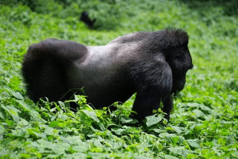 Silverback Gorilla
