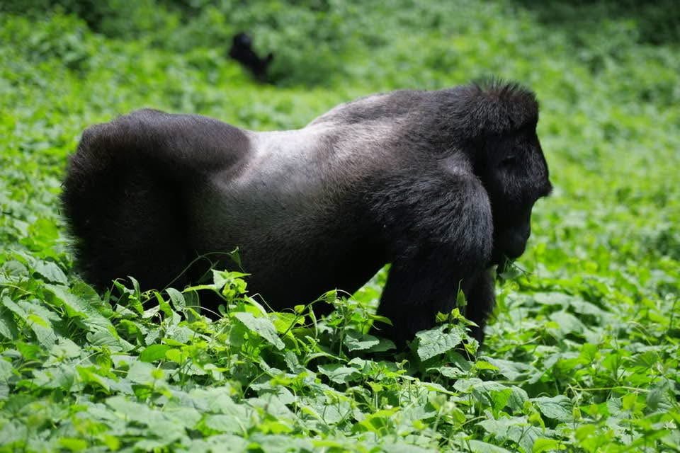 Silverback Gorilla