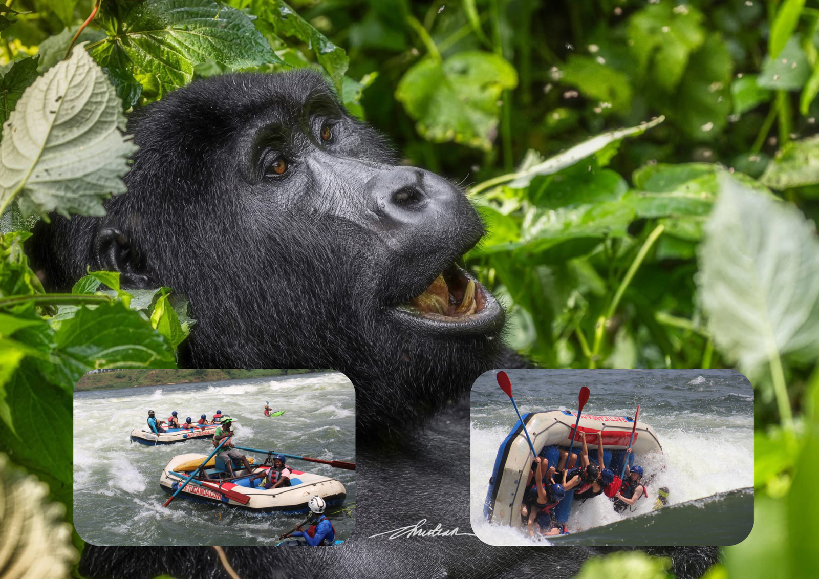 Gorilla Trekking and White-Water Rafting