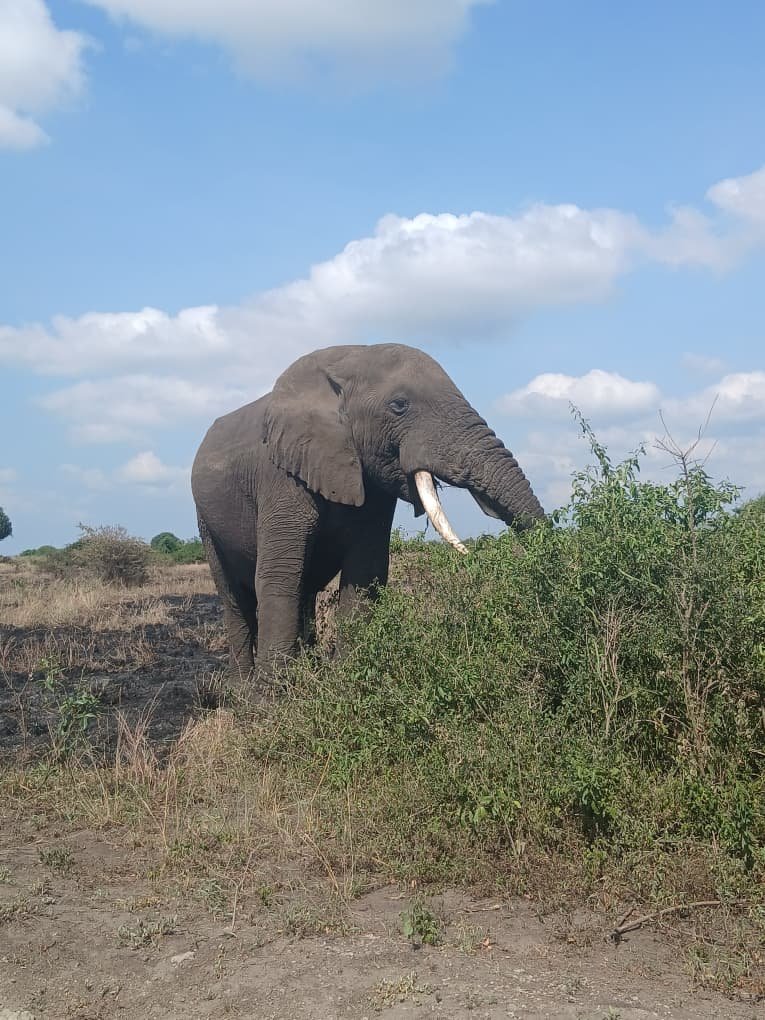 Wildlife safari in Queen Elizabeth National Park