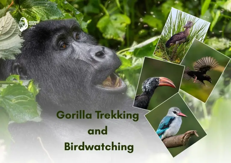 Gorilla trekking and birdwatching in Uganda