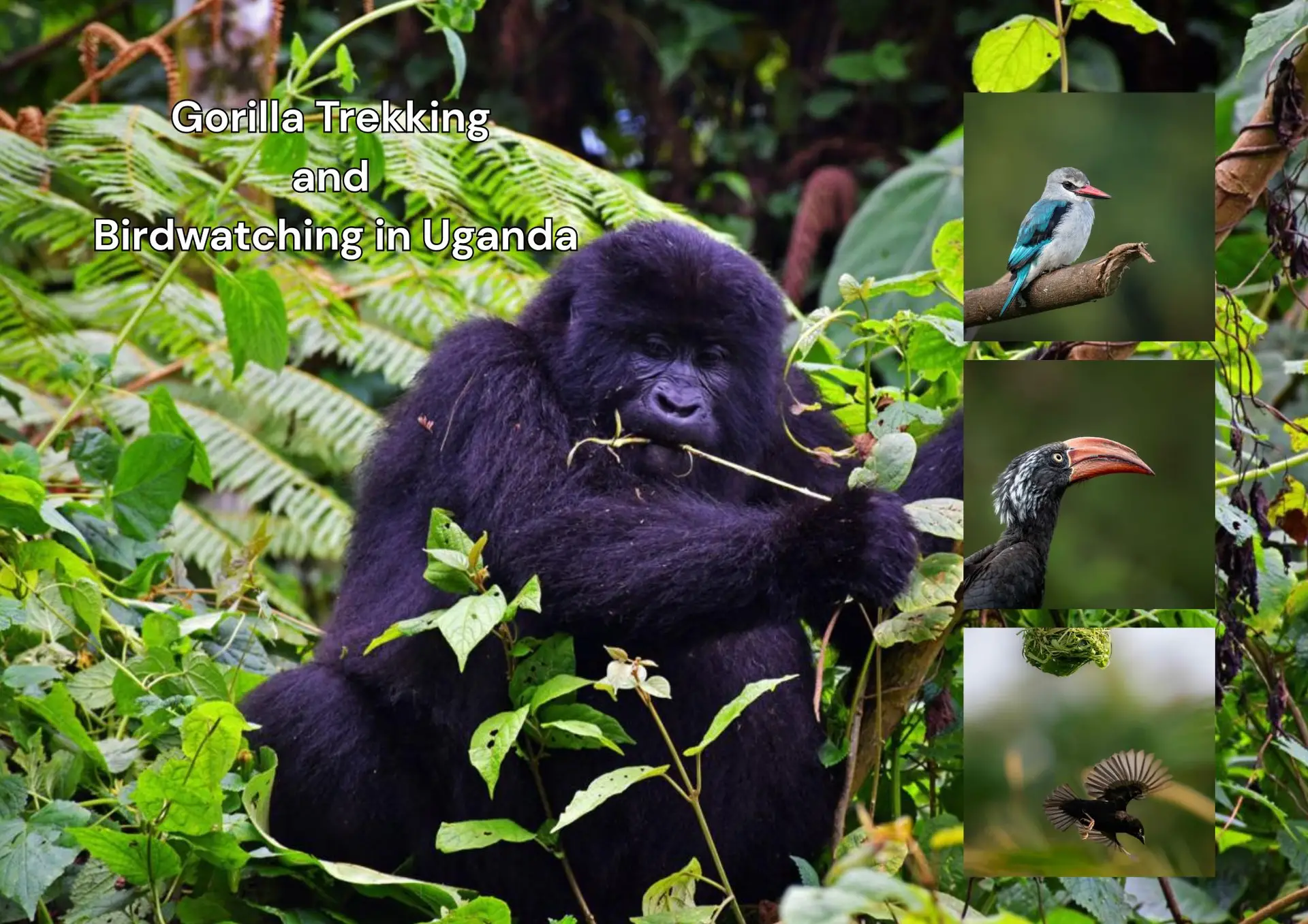 Gorilla Trekking and Birdwatching in Uganda