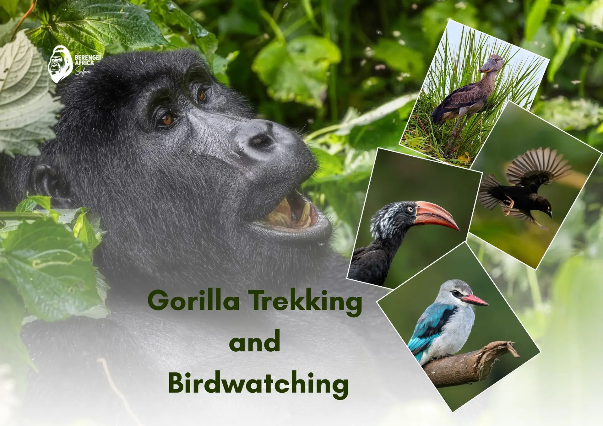Gorilla trekking and birdwatching in Uganda