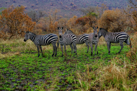 Akagera National Park