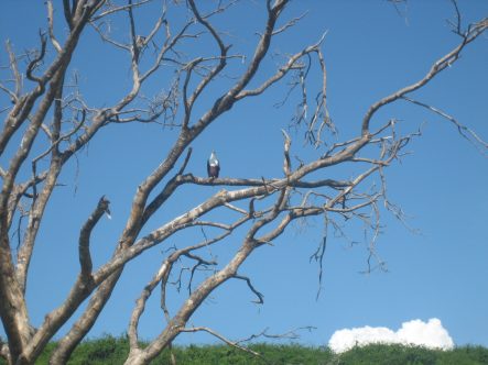 {{brizy_dc_image_alt entityId=