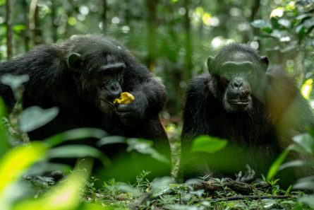 Kibale National Park