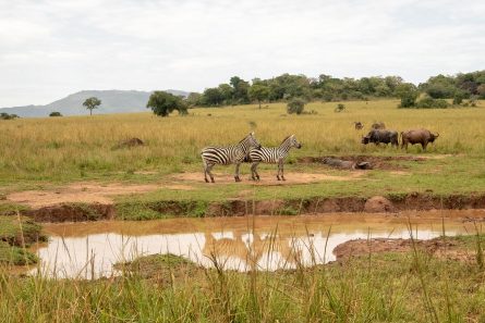 Kidepo Valley National Park