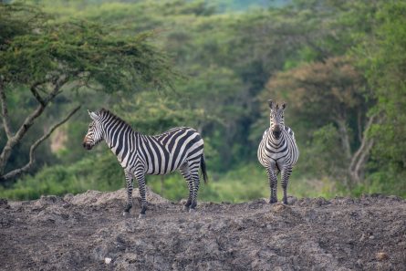 Lake Mburo Uganda