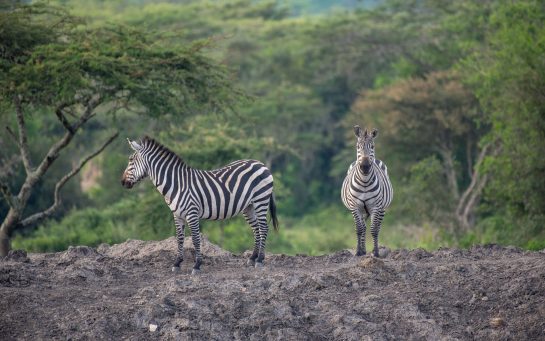 Lake Mburo Uganda