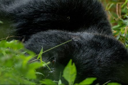 Mgahinga National Park