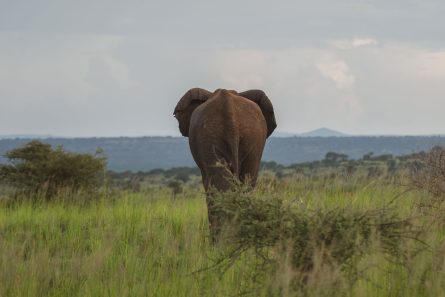 Murchison Falls National Park