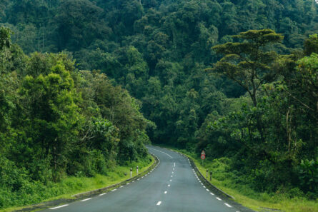 Nyungwe Forest National Park