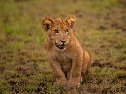 {{brizy_dc_image_alt entityId=